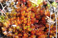 Imbribryum alpinum