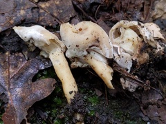 Hypomyces cervinus