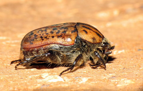 Anoplocheilus