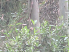 Conirostrum cinereum