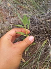 Cleome monophylla