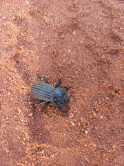 Anomalipus expansicollis