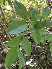 Pilocarpus racemosus