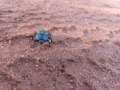 Anomalipus expansicollis