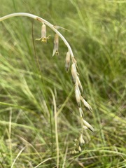 Dipcadi marlothii
