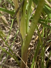 Dipcadi marlothii