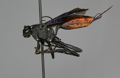 Meringopus relativus