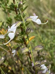 Syncolostemon concinnus