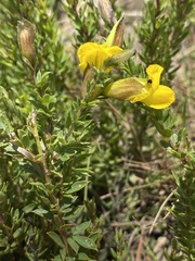 Pearsonia aristata
