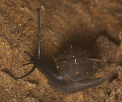 Ramogenia challengeri