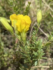 Pearsonia aristata