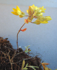 Crassula sebaeoides