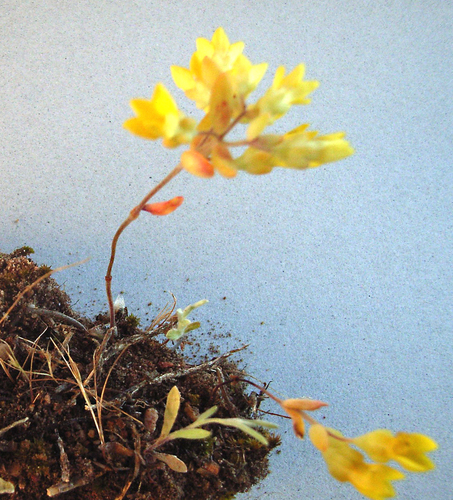 Crassula sebaeoides