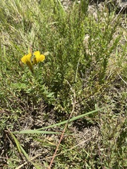 Pearsonia aristata