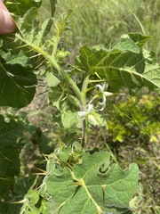 Solanum viarum image