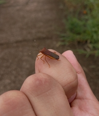 Anasa varicornis