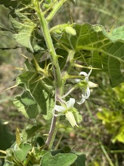 Solanum viarum image