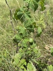 Solanum viarum image