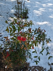 Nandina domestica