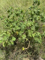 Solanum viarum image