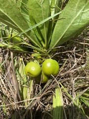 Pygmaeothamnus zeyheri