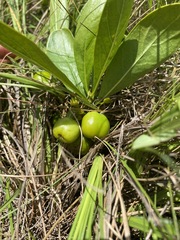 Pygmaeothamnus zeyheri