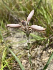 Aloe minima image