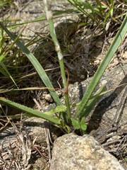 Aloe minima image