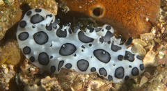 Ceratophyllidia papilligera