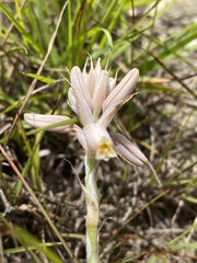 Aloe minima image