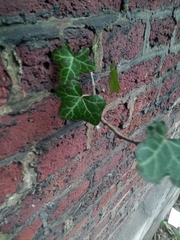 Hedera helix