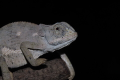Chamaeleo dilepis