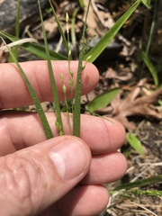 Dichanthelium depauperatum