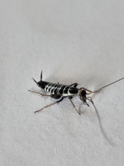 Saltoblattella