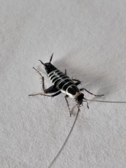 Saltoblattella