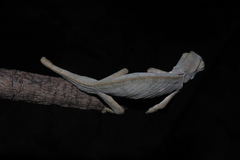 Chamaeleo dilepis