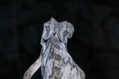 Chamaeleo dilepis