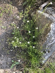Moehringia muscosa