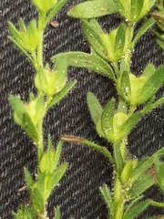 Veronica dillenii