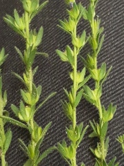 Veronica dillenii