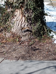 Sciurus carolinensis