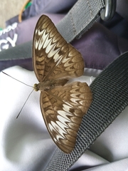 Tanaecia palguna