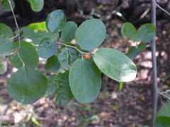 Celtis chichape