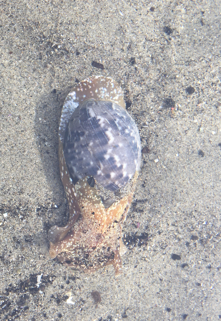 California bubble