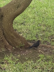 Turdus merula cabrerae