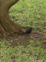Turdus merula cabrerae