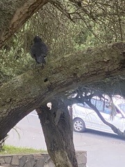 Turdus merula cabrerae