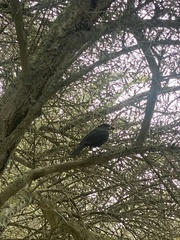 Turdus merula cabrerae
