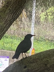 Turdus merula cabrerae