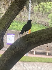 Turdus merula cabrerae